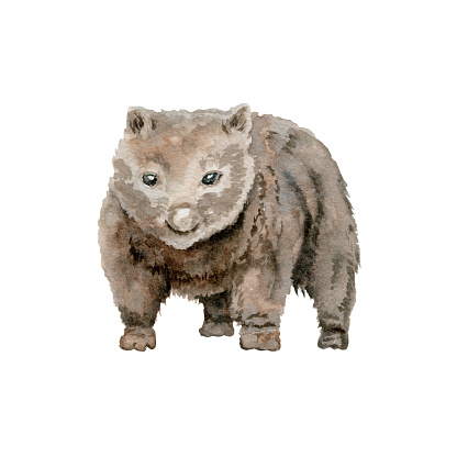 Wombat illustration. Australian native marsupial nocturnal animal. Watercolor painting isolated on white background. Hand drawn element for national endemic Australia wildlife design, cards and prints