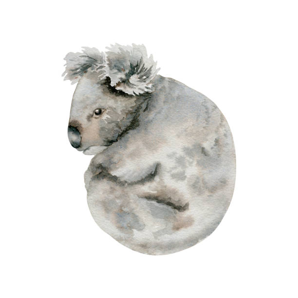 koala-bär. graues indigenes australisches beuteltier. aquarellillustration isoliert auf weißem hintergrund. handgezeichnete skizze für nationales endemisches australisches wildtierdesign, karten und drucke - koala australia animal isolated stock-grafiken, -clipart, -cartoons und -symbole