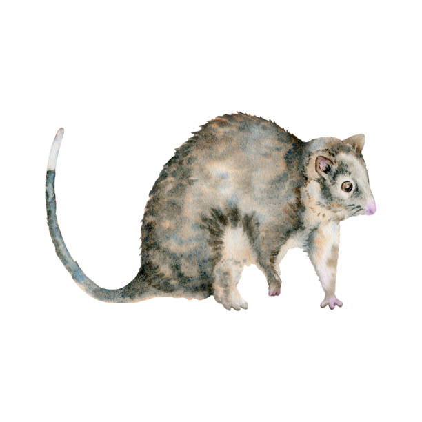 Ringtail possum. Australian native marsupial nocturnal animal. Watercolor illustration isolated on white background. Hand drawn element for national endemic Australia wildlife design, cards and prints Ringtail possum. Australian native marsupial nocturnal animal. Watercolor illustration isolated on white background. Hand drawn element for national endemic Australia wildlife design, cards and prints possum nz stock illustrations