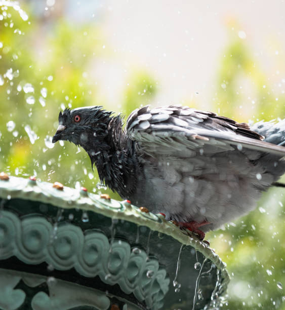 Bird splashing in birdbath