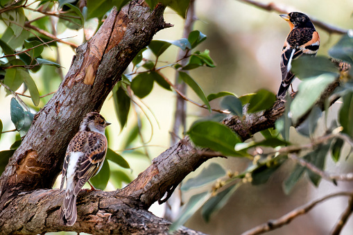 BramblThe Brambling, Fringilla montifringilla, is a small passerine bird in the finch family Fringillidae.ing. High quality photo