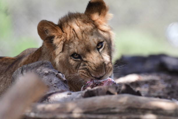 istock Lion cub eating dead animal 2108702278