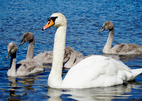 A majestic swan leads its cygnets across a calm lake