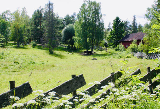 A girl walking in the swedish countryside with a basket for picking mushrooms.