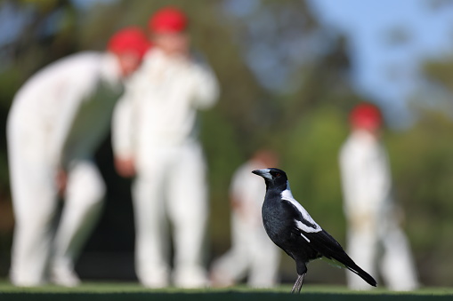 Differential focus. In focus, black and white Australian Magpie (Gymnorhina tibicen) with red eyes, standing on cricket outfield. Out of focus, cricket players in the background.