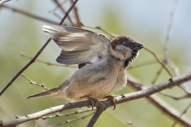 istock Birds of paradise Beautiful Sparrow. 2108717940