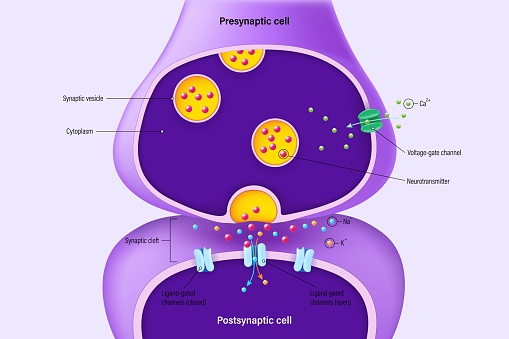 Chemical synapse vector. Neuron communication. Synaptic transmission. Presynaptic cell and Postsynaptic cell.