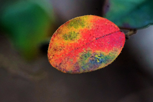 A colorful leaf displaying rainbow hues on its surface