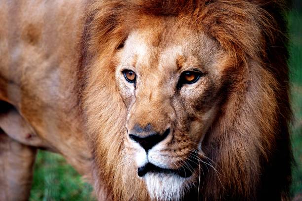 a close up of a lion on some grass and trees Close-up of a lion in natural habitat with grass and trees prowling stock pictures, royalty-free photos & images