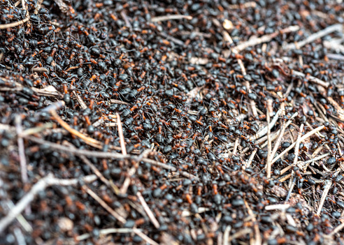 anthill in spring, awakened ants in the first warm days of spring, ant house in the forest, spring day