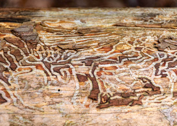 istock abstract tree growth, old tree trunk, nature prints on wood 2108741471