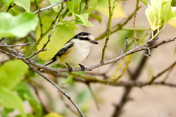 istock Masked Shrike Lanius nubicus on a branch. 2108747244