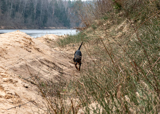spring walk with the dog, sandy river bank, old last year's grass, nature without greenery, early spring