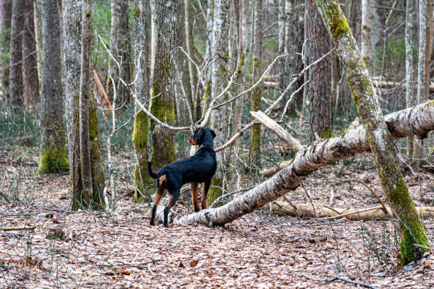 istock spring walk with a dog in the forest, bare trees, nature without greenery, the ground is covered with dry tree leaves 2108755089