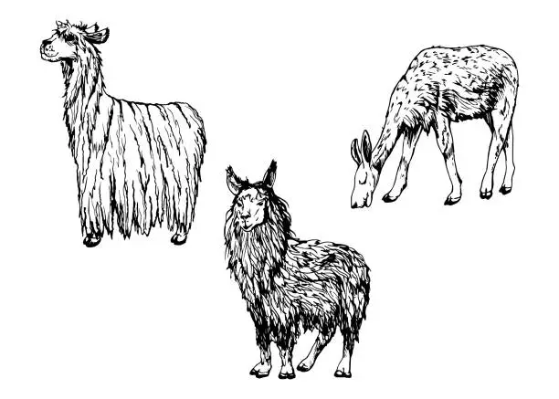 Vector illustration of Hand drawn ink vector illustration, farm cattle wool animal, llama alpaca vicuna guanaco, South Central America. Set of objects isolated on white background. Design travel, vacation, brochure, print