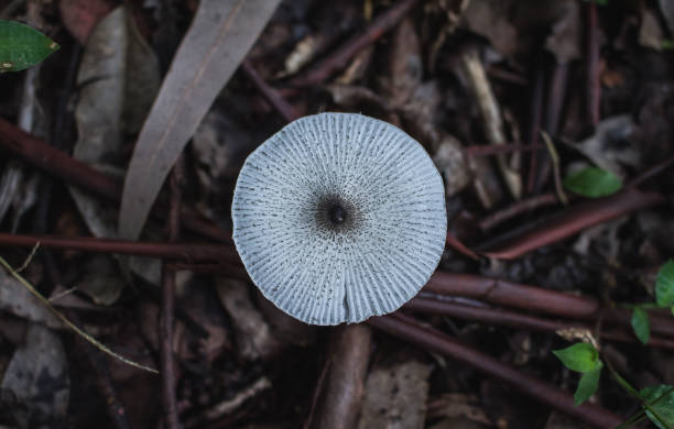 mushroom - shiitake mushroom mushroom dried food dried plant photos et images de collection