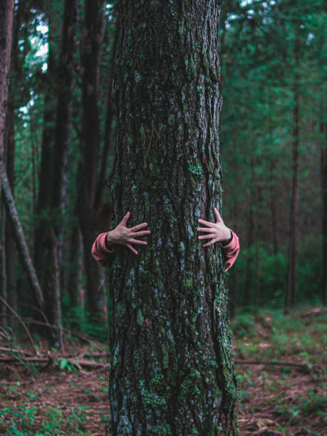 hugging tree - shiitake mushroom mushroom dried food dried plant photos et images de collection