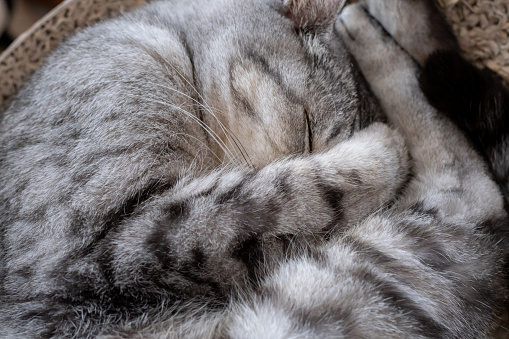 Cute cat sleeping curled up