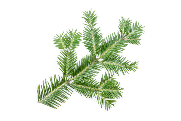 istock Green fir branch isolated on white background. Item for packaging, design, mockup. 2108794060