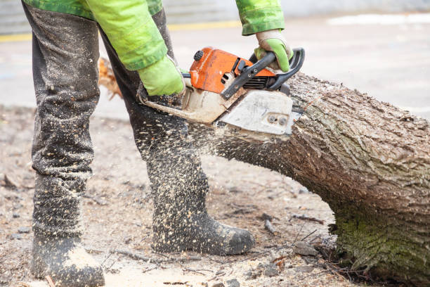 istock Professional male worker lumberjack in protective clothes sawing tree trunk, with chainsaw. Logging, cutting trees. Trimming trees with chainsaw in backyard home. 2108794570