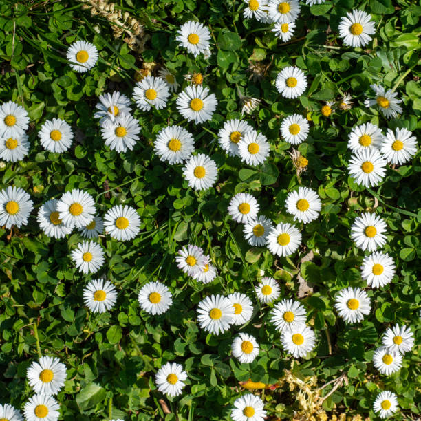 istock Spring background daisies in a field. Creative flower concept. 2108809948