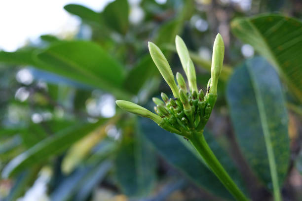 Fresh bud white Ixora flowers in tropical garden