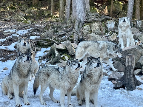 Wolven in de winter