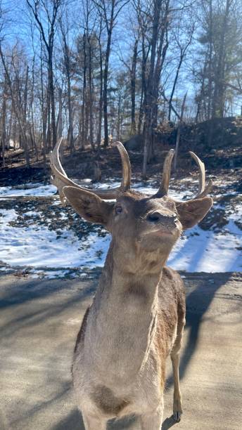 Deer, moose, caribou, wapiti