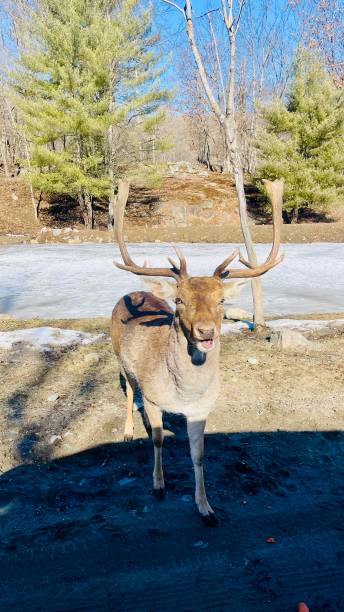 istock Deer, moose, caribou, wapiti 2108841946