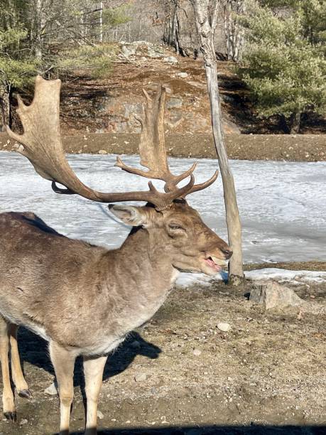 istock Deer, moose, caribou, wapiti 2108842451