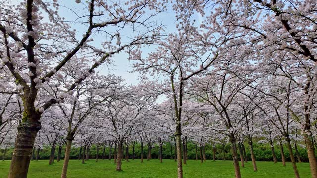 Hanami. Cherry blossom tree forrest at dawn.