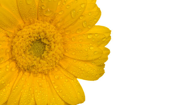 gerber with water droplets isolated - dewy sunflower - fotografias e filmes do acervo