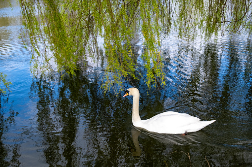 Mute swan swimming in a pond under the cover of a weeping willow tree