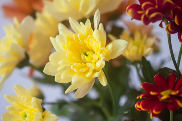 Floral decoration. Bouquet of the beautiful garden plants.