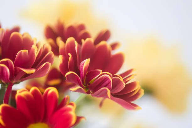 Abstract macro shot of a red flower. Shallow depth of field