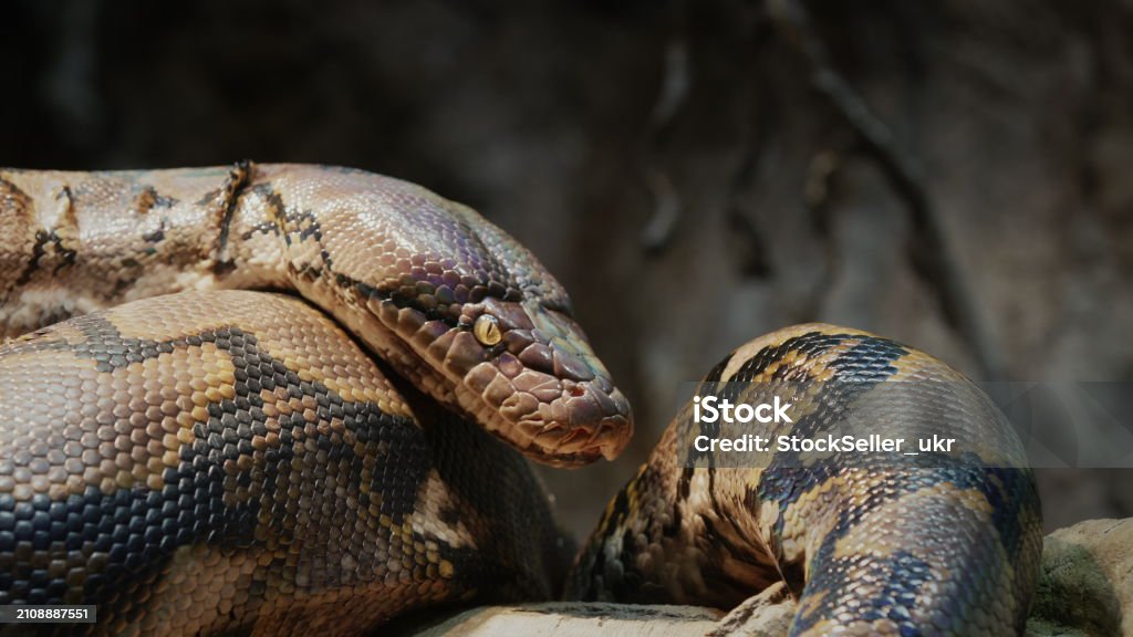 Big Reticulated Python Crawling Along The Branches Of A Tree 4k Video ...