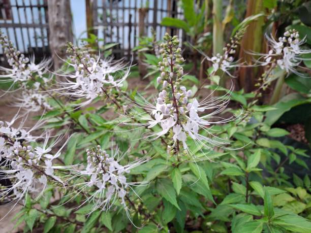 Orthosiphon aristatus or known as cat's whiskers is a plant from the Lamiaceae/Labiatae family.  This plant is one of the native Indonesian medicinal plants which has quite a lot of benefits and uses in treating various diseases Orthosiphon aristatus or known as cat's whiskers is a plant from the Lamiaceae/Labiatae family.  This plant is one of the native Indonesian medicinal plants which has quite a lot of benefits and uses in treating various diseases orthosiphon aristatus stock pictures, royalty-free photos & images