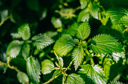 Stinging nettle