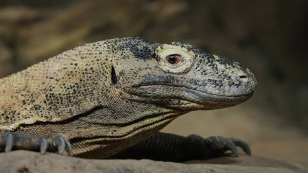 istock Komodo dragon sits motionless on the ground, side view 2108888588