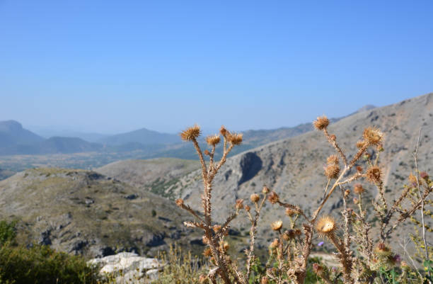 istock dry thistle plant with range of mountains and blue sky copy space 2108896358