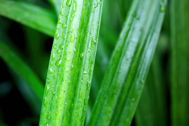 istock Fresh dew drops on green leaves in the garden, close-up, copy space. 2108900976