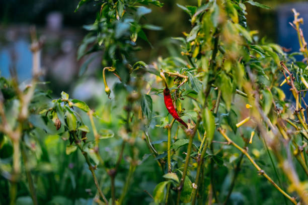 Red hot cayenne pepper plant