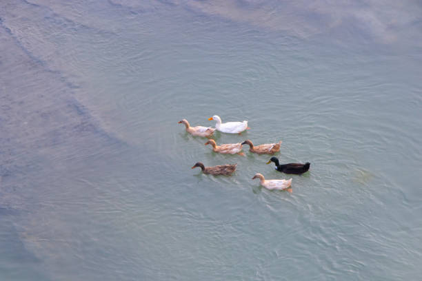 istock Some ducks are swimming in the river 2108913800