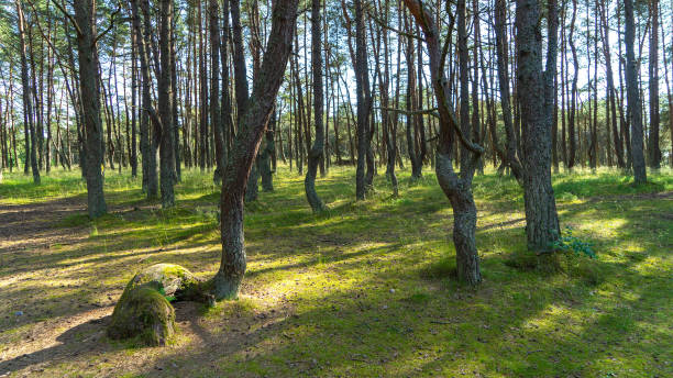 istock Fabulous dancing forest on green moss illuminated by rays of sunlight on  Curonian Spit, Kaliningrad region, Russia. Trunks of pine trees covered with moss in forest or woods near of Baltic Sea 2108923045
