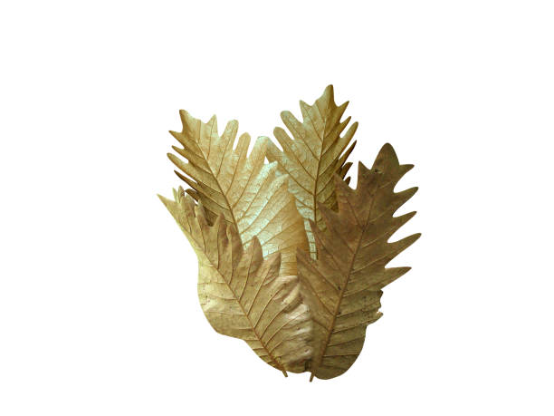 istock Aglaomorpha quercifolia or oakleaf fern 2108941214