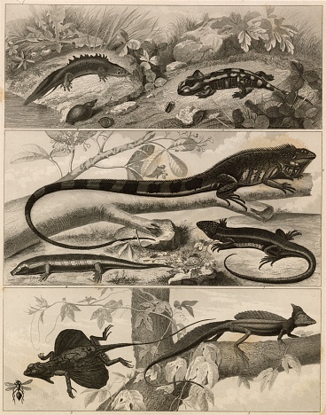 Discover our diverse collection of 1851 Johann Heck antique stock images, perfect for digital creatives. Explore historical maps, intricate anatomical prints, detailed botanical illustrations, and rich zoology and geology engravings. Ideal for designers, educators, and content creators seeking authentic, high-quality visuals to elevate their projects. Unlock a world of inspiration and add a touch of historical depth to your digital work with our meticulously curated images.