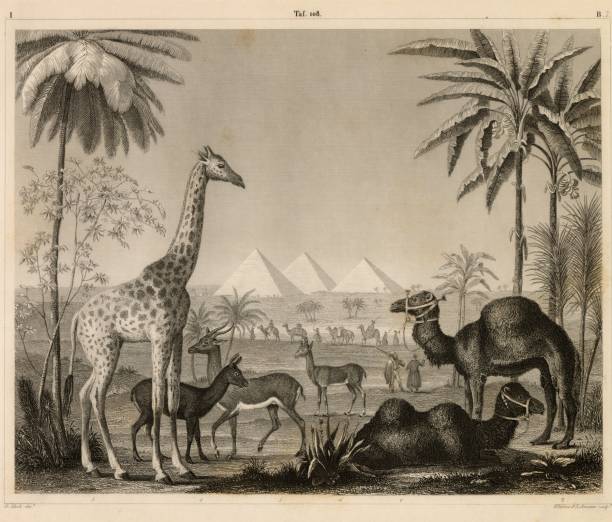 Discover our diverse collection of 1851 Johann Heck antique stock images, perfect for digital creatives. Explore historical maps, intricate anatomical prints, detailed botanical illustrations, and rich zoology and geology engravings. Ideal for designers, educators, and content creators seeking authentic, high-quality visuals to elevate their projects. Unlock a world of inspiration and add a touch of historical depth to your digital work with our meticulously curated images.