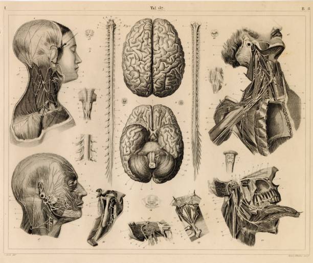 Discover our diverse collection of 1851 Johann Heck antique stock images, perfect for digital creatives. Explore historical maps, intricate anatomical prints, detailed botanical illustrations, and rich zoology and geology engravings. Ideal for designers, educators, and content creators seeking authentic, high-quality visuals to elevate their projects. Unlock a world of inspiration and add a touch of historical depth to your digital work with our meticulously curated images.