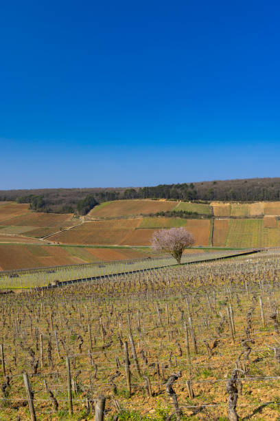 early spring vineyards near aloxe-corton, burgundy, france - côte d'or zdjęcia i obrazy z banku zdjęć
