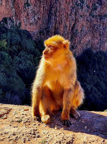 A golden-hued monkey sits with a contemplative gaze, perched upon a rocky outcrop with a deep canyon stretching into the distance behind it. The warm glow of the setting sun bathes the scene in rich, amber tones, highlighting the monkeys fur and the jagged cliffs beyond.
